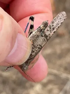 Occidental Grasshopper thumbnail 1