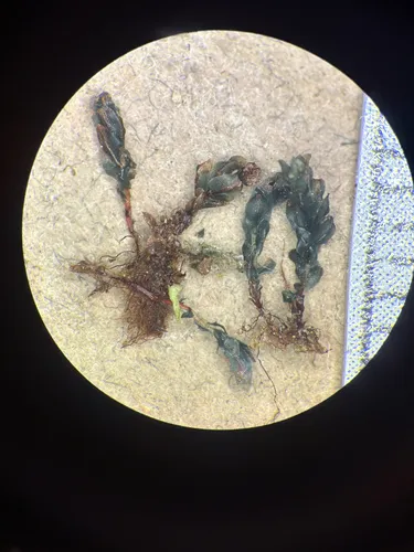 stellar calcareous moss