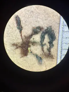 stellar calcareous moss thumbnail 1