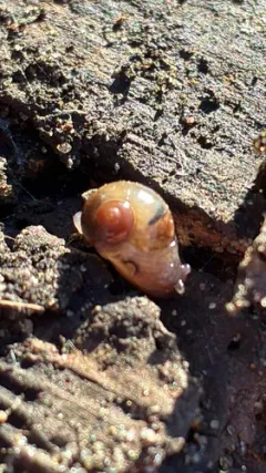 Eastern Glass-snail thumbnail 2