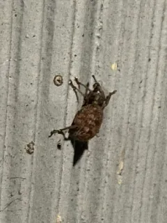 Privet Weevil thumbnail 2