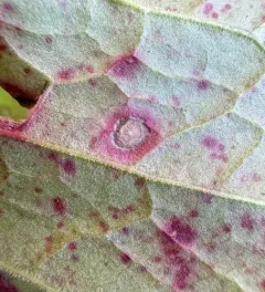 Ramularia rubella thumbnail 4