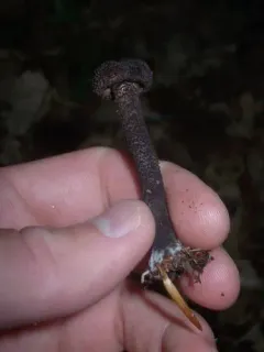 Inocybe tahquamenonensis thumbnail 2