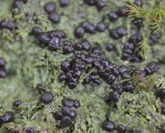 Berenger's mycobilimbia lichen thumbnail 2