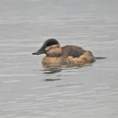 Ruddy Duck thumbnail 4