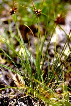 weak arctic sedge thumbnail 1