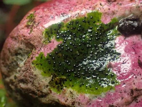 Verrucaria funckii