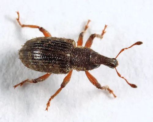 Listronotus porcellus