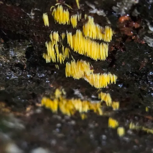Mucronella flava
