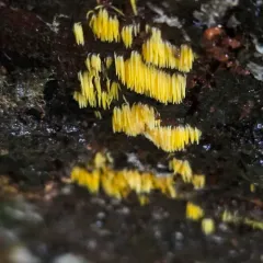 Mucronella flava thumbnail 1