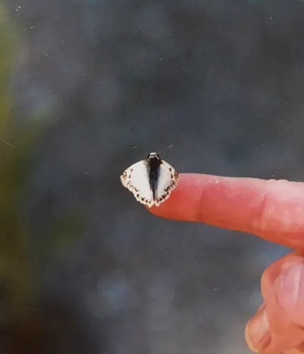 Northern White-Skipper