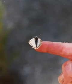 Northern White-Skipper thumbnail 1