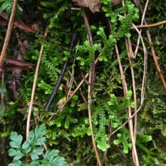 Douglas' Spikemoss thumbnail 2
