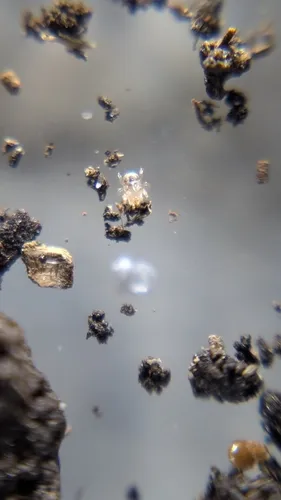 Tropical Rat Mite