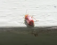 Agnocoris rubicundus thumbnail 1