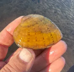 Butterfly Mussel thumbnail 2