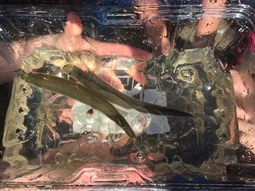 Topsmelt Silverside