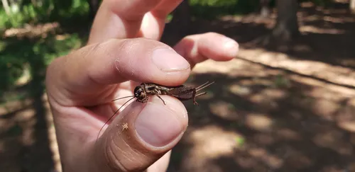 Eastern Striped Cricket