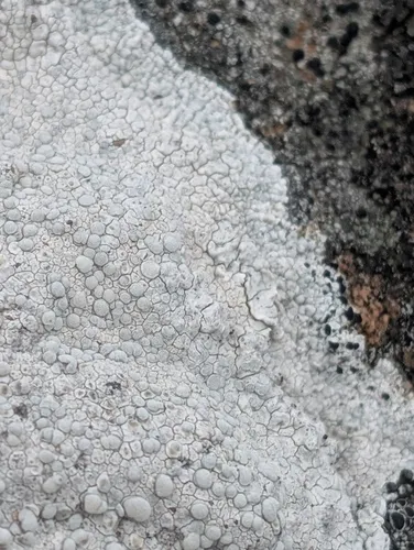 White Rim Lichen