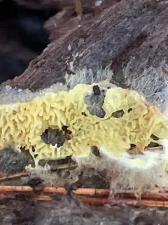 Tanned Toothcrust thumbnail 3