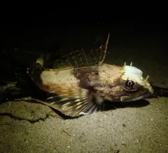 Roughback Sculpin thumbnail 4
