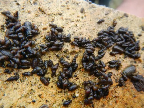 New Zealand Mudsnail