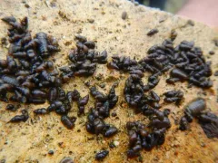 New Zealand Mudsnail thumbnail 1