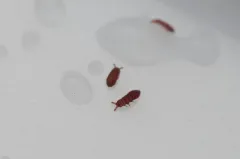 Brachystomella parvula thumbnail 2