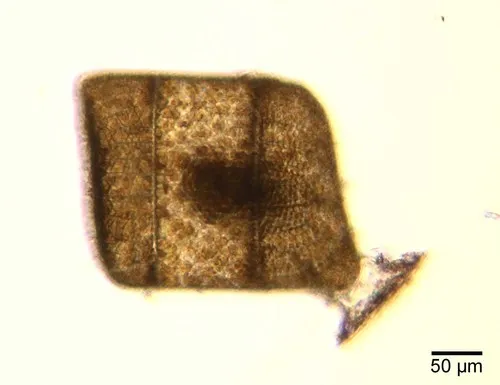 Isthmia nervosa
