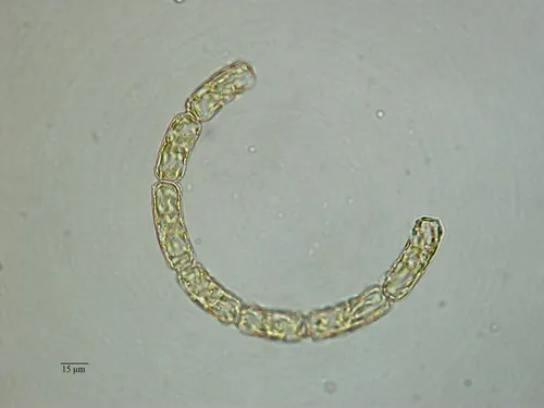 Guinardia striata