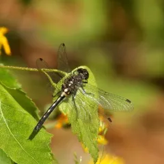 Crimson-ringed Whiteface thumbnail 2