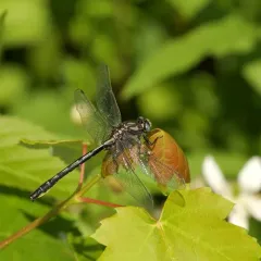 Beaverpond Clubtail thumbnail 3