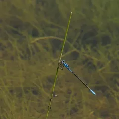 Azure Bluet thumbnail 3