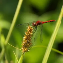 Cherry-faced Meadowhawk thumbnail 2