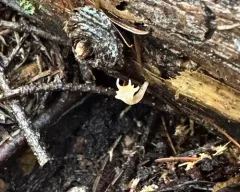 Artomyces cristatus thumbnail 2