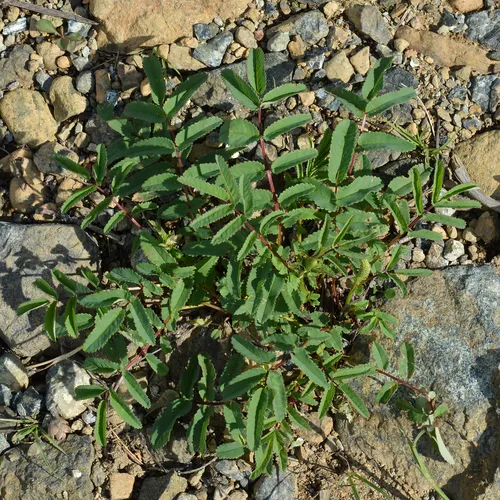 Canadian burnet