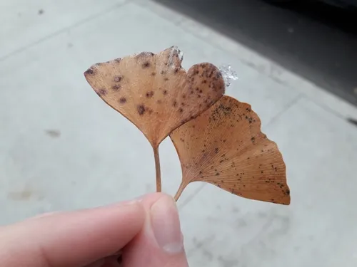 Ginkgo Spot