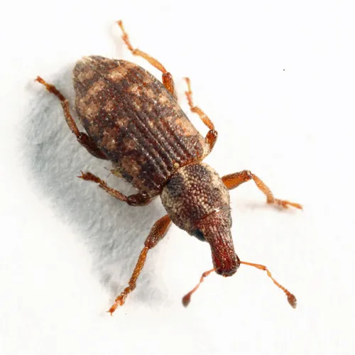 Listronotus latinasus
