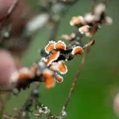 Nephroma tropicum thumbnail 2