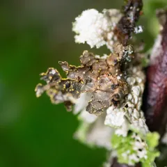 Pseudocyphellaria citrina thumbnail 1