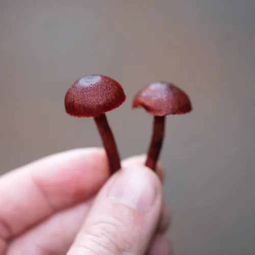 Cortinarius neosanguineus
