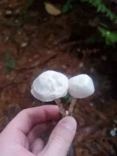 Entoloma adnatifolium thumbnail 2
