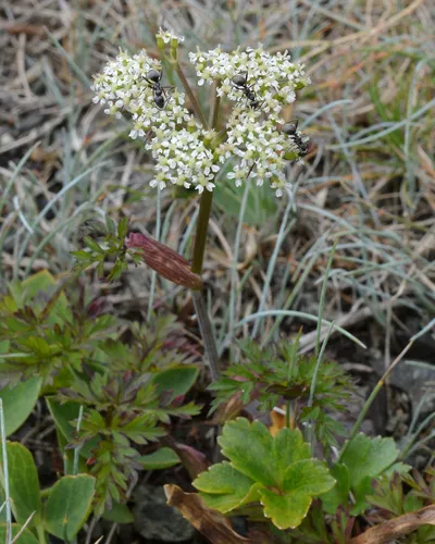hemlock-parsley