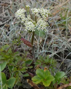 hemlock-parsley thumbnail 1