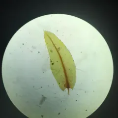 Thomson's Calcareous Moss thumbnail 4