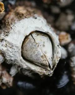 Collemopsidium foveolatum thumbnail 1