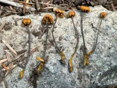 Xeromphalina cirris thumbnail 4