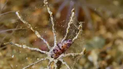 windmill worm thumbnail 3