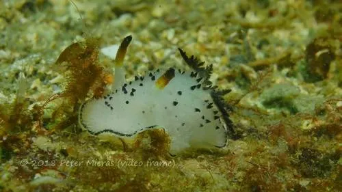 Black and White Dorid