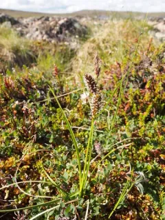 Fragile-seed Sedge thumbnail 3